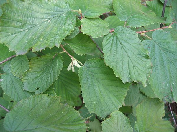 Euroopan p&auml;hkin&auml;